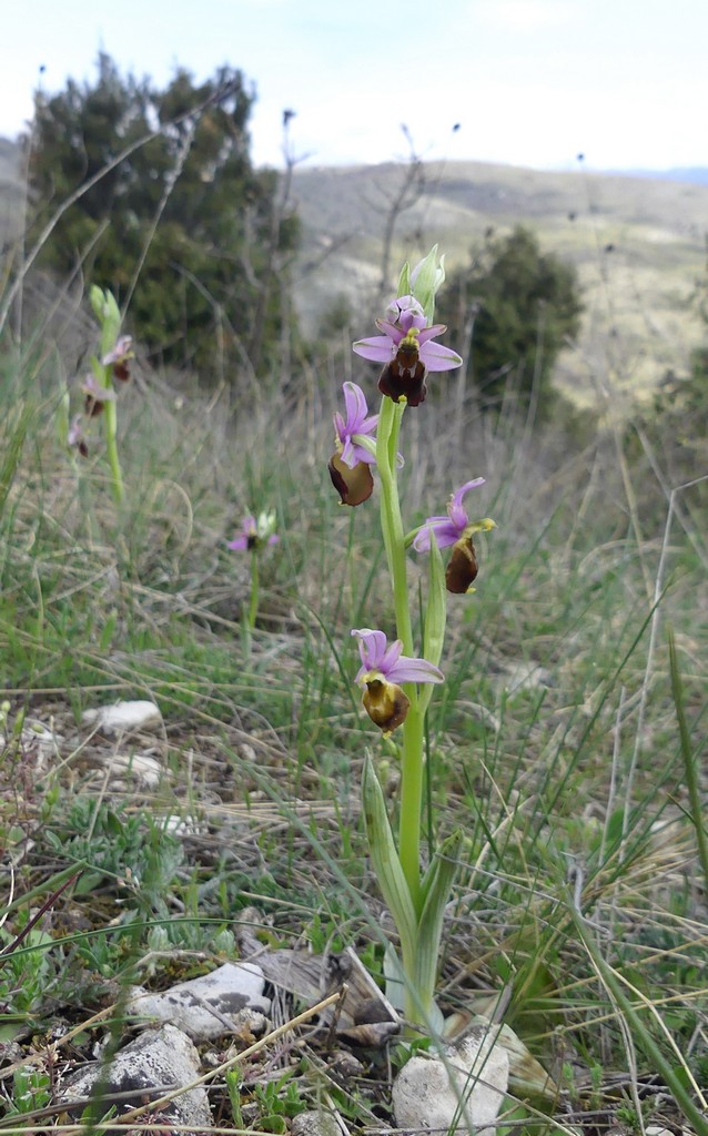 Ophrys crabronifera nellAbruzzo aquilano - aprile  2022.